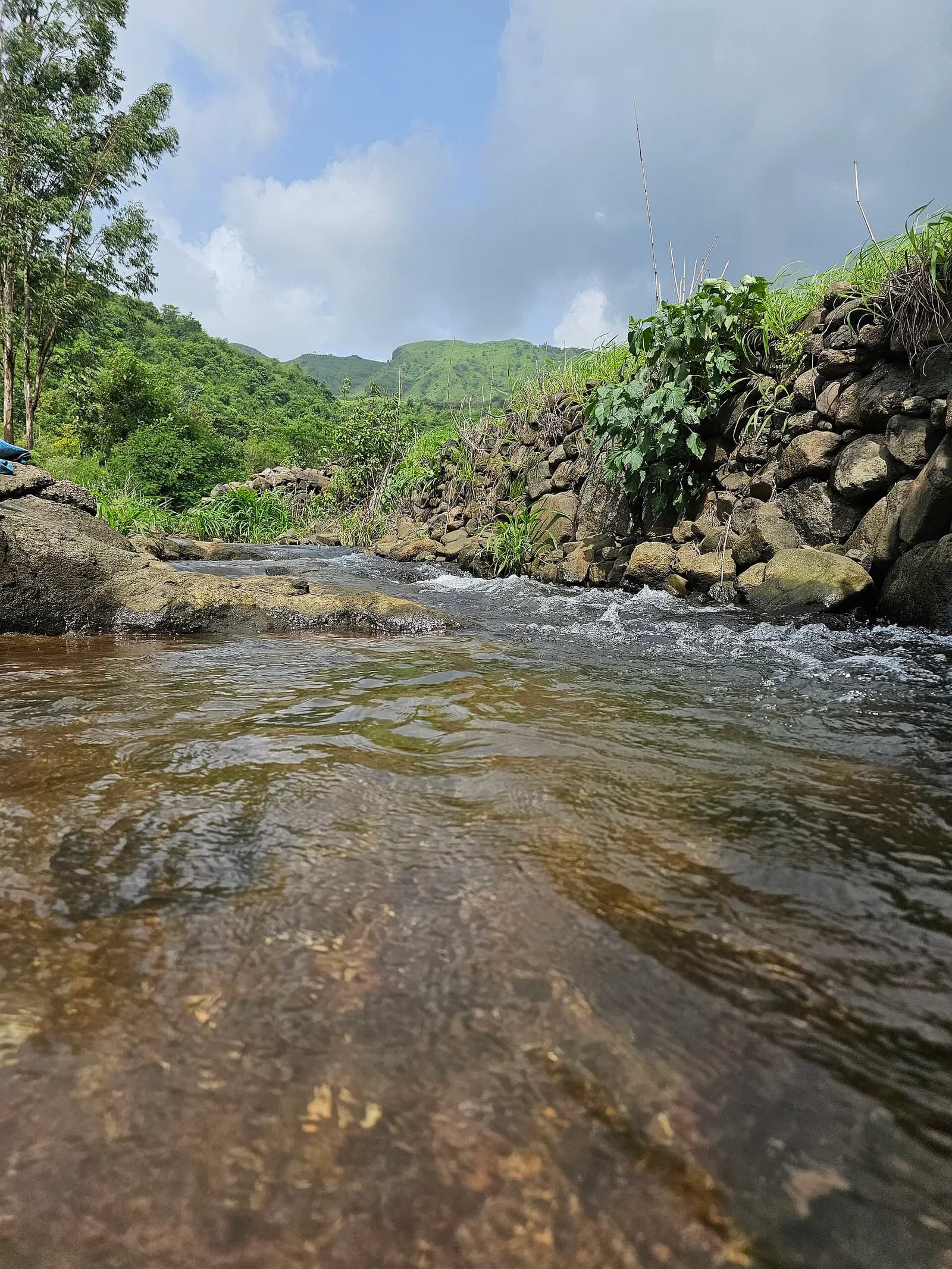 A forest stream running between tall trees in the Western Ghats during the monsoon